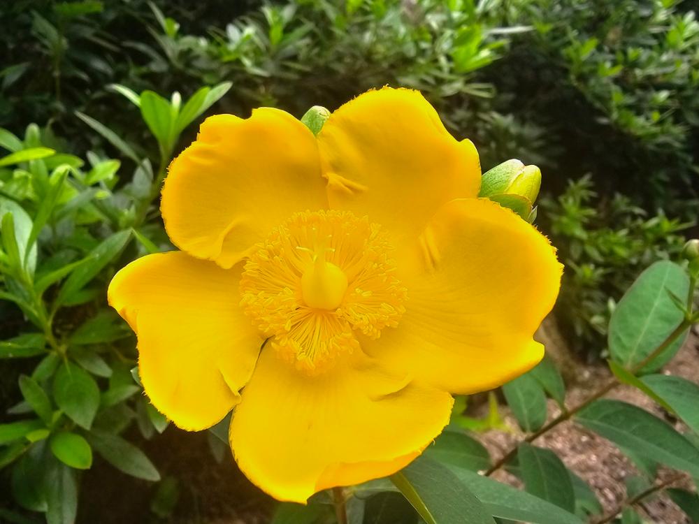여름꽃(금사매, 수국, 천일홍, 도라지, 물싸리)