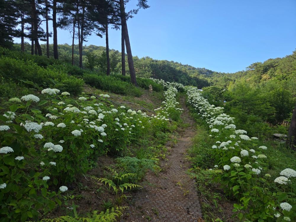 수국과 노루오줌
